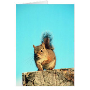 Gehocktes Eichhörnchen