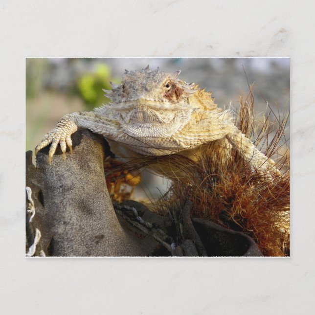 gehörnte Eidechse Postkarte (Vorderseite)