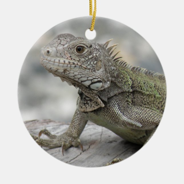 Gehörnte Leguan-Verzierung Keramik Ornament (Vorne)