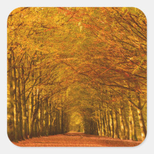 Gehweg durch den Wald im Herbstaufkleber Quadratischer Aufkleber