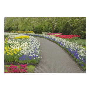 Gehweg durch Tulpen und Narzissen, 2 Fotodruck