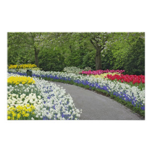 Gehweg durch Tulpen und Narzissen, Fotodruck