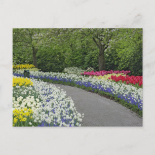 Gehweg durch Tulpen und Narzissen, Postkarte