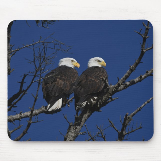 Geier, Adler, Vogel Mousepad (Vorne)