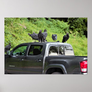 Geier auf einem Lkw-Poster Poster