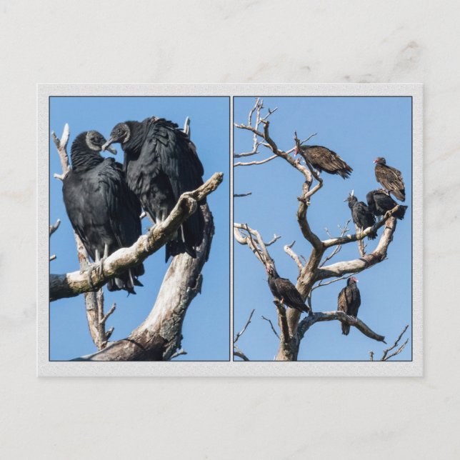 Geier Postkarte (Vorderseite)