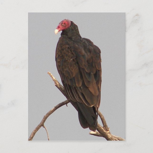 Geier Postkarte (Vorderseite)