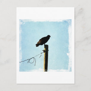 Geier Postkarte