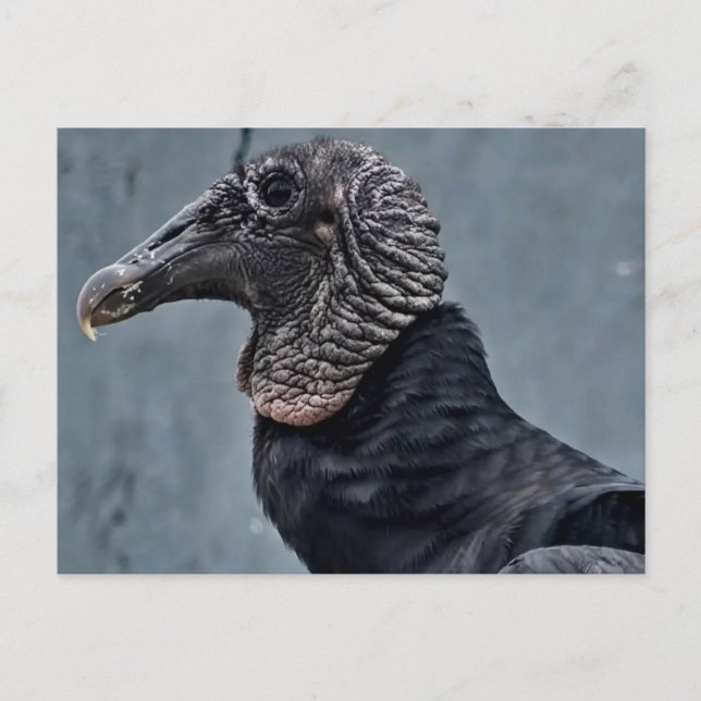 Geier Postkarte (Vorderseite)