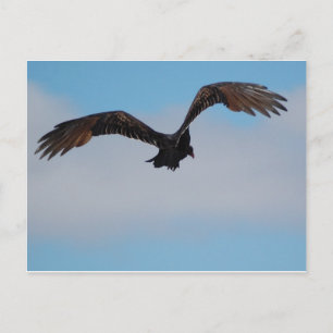 Geier Postkarte
