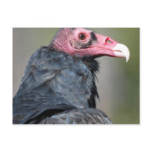 Geier-Vogel-Raptor-Rotes Gesicht