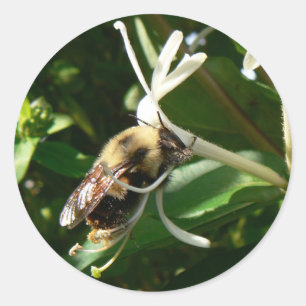 Geißblatt-Hummel-Biene Runder Aufkleber