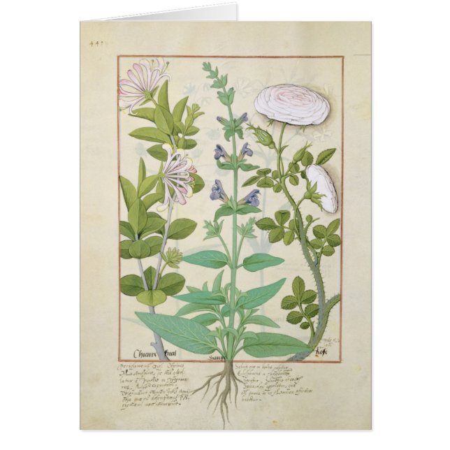 Geißblatt, Salbei und Rose (Vorne)