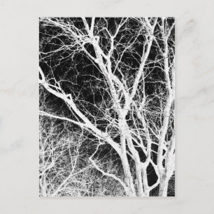 Geisterbaum Postkarte
