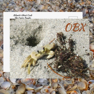 Geisterkrebs OBX NC Fotografie Postkarte