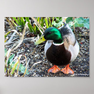 Gekleidet um zu beeindrucken poster