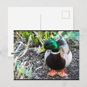 Gekleidet um zu beeindrucken postkarte