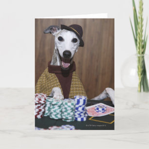 Gekleideter oben Whippet Hund an spielendem Tisch Karte