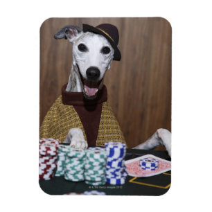 Gekleideter oben Whippet Hund an spielendem Tisch Magnet