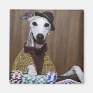 Gekleideter oben Whippet Hund an spielendem Tisch Magnet
