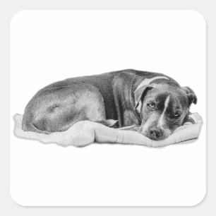 geknacktes Pup mit Anspruchswert Quadratischer Aufkleber