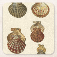 Geknisterte antike Muscheln