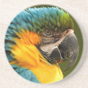 gekräuselter Macaw Untersetzer