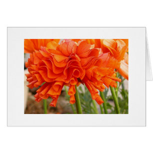 Gekräuselter Ranunculus