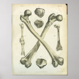 Gekreuztes Schenkelbein entbeint Anatomie-Kunst Poster