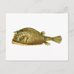 Gekritzelter Kofferfisch Postkarte