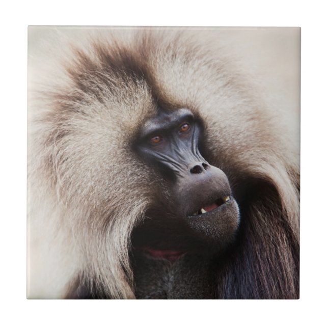 Gelada Baboon, Äthiopien Fliese (Vorderseite)