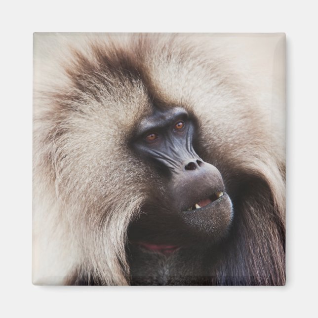 Gelada Baboon, Äthiopien Magnet (Vorne)
