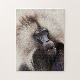 Gelada-Pavian, Äthiopien