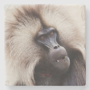 Gelada-Pavian, Äthiopien Steinuntersetzer