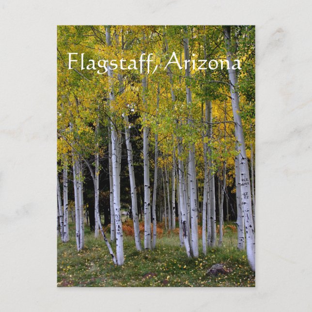 Gelassenheit in Gold und Green Aspen's Vorreiterte Postkarte (Vorderseite)