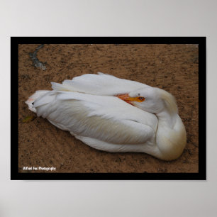 Gelassenheit in Weiß Poster