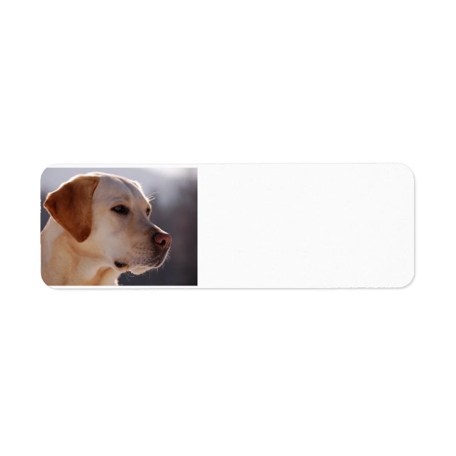 gelb 3 Labrador_Retriever.png (Vorne)