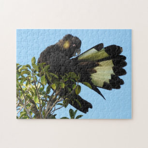 Gelb-angebundener schwarzer Cockatoo