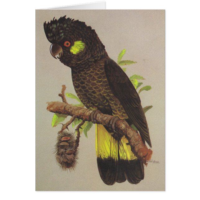 Gelb-angebundener schwarzer Cockatoo (Vorne)