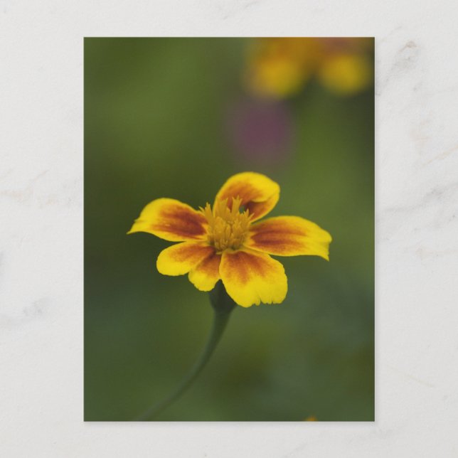 Gelb auf grün postkarte (Vorderseite)