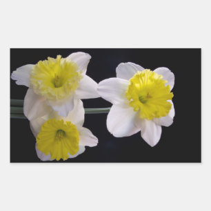 Gelb auf weißem Daffodil Rechteckiger Aufkleber