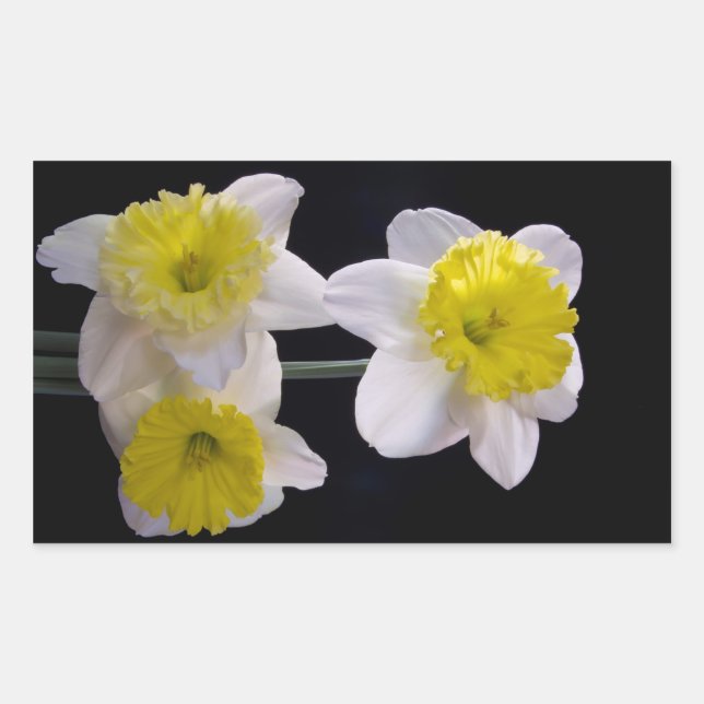 Gelb auf weißem Daffodil Rechteckiger Aufkleber (Vorderseite)