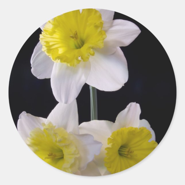 Gelb auf weißem Daffodil Runder Aufkleber (Vorderseite)