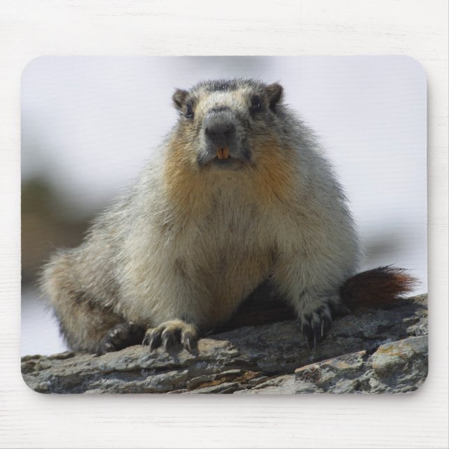 Gelb aufgeblähtes Murmeltier Mousepad (Vorne)