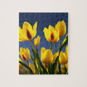 Gelb blühende Tulpen, Puzzle