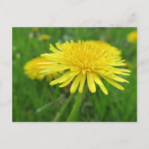 Gelb, Butterbecher, Pflanze, Kronleuchter, Wiese, Postkarte
