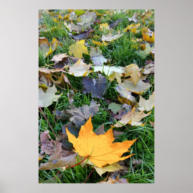 gelb gefärbtes Blatt Poster (Vorne)