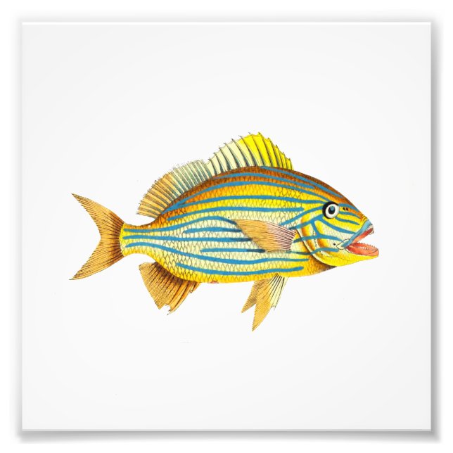 Gelb gestreifter Fischstrand Wasserbad Fotodruck (Vorne)
