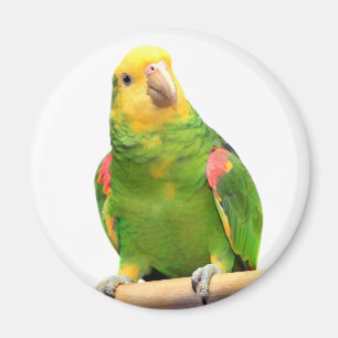 Gelb-köpfiger Amazonas Magnet