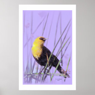 Gelb-Köpfiger Amsel-… Druck Poster